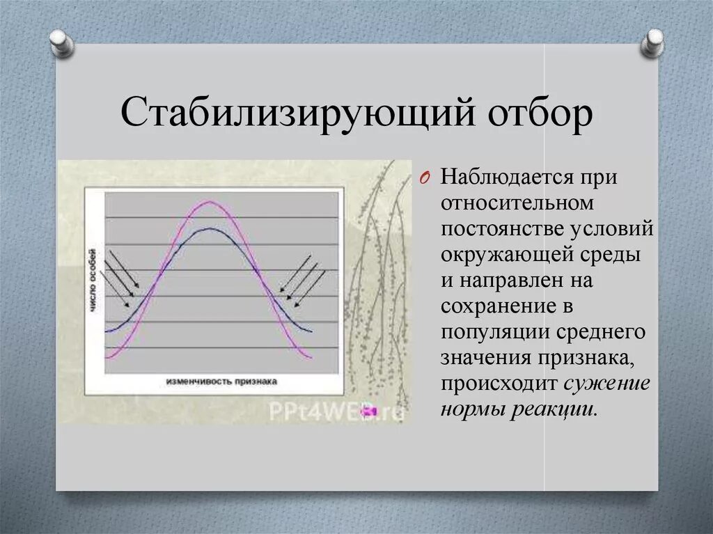 Стабилизирующий отбор в каких условиях. Стабилизирующий отбор. Стабилизирующий отбор в популяции. Примеры стабилизирующего естественного отбора. Стабилизирующий отбор направлен на.