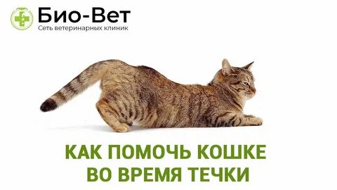Как помочь кошке