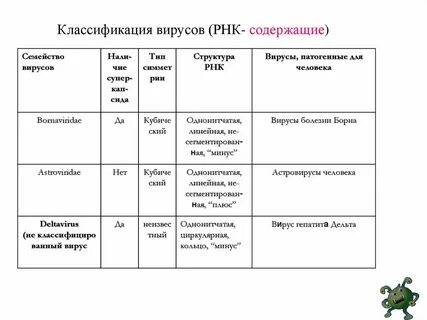 Особенности вирусов биология 9 класс