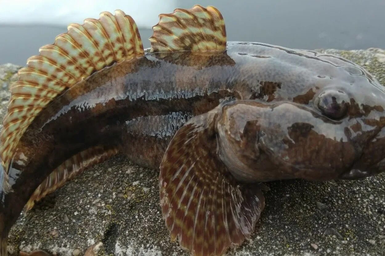 Бычок рыба Азовское море. Бычок подкаменщик Черноморский. Морской бычок Дальневосточный. Азовский бычок мартовик.