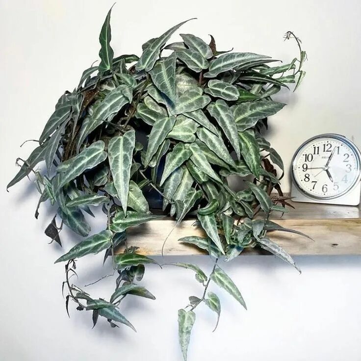 Victoria amazonica. Эпифиллум виттия амазоника. Манаус бразилия амазонка. Амазоника сайт. Амазоника сайт.