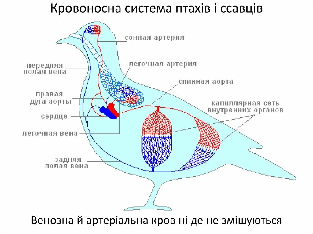 Схема кровеносной системы птицы схема. Схема ковеносной система птиц. Схема кровеносной системы голубя. Кровеносная система птиц 7 класс биология. Процесс кровообращения птиц