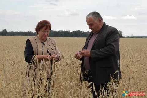 Восходящие зори