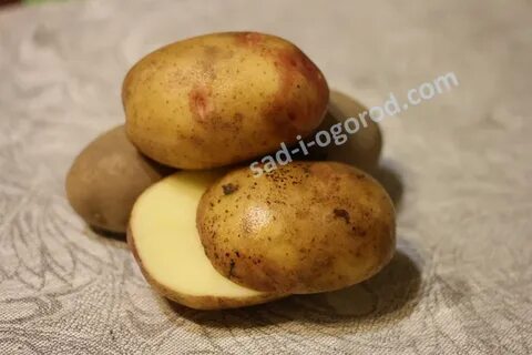 Картофель шарвари пирошка характеристика сорта