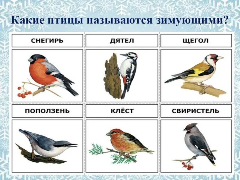 Перелетные и зимующие птицы подготовительная группа. Зимующие птицы для начальной школы. запомните птица. запомни птиц. дятел щегол.
