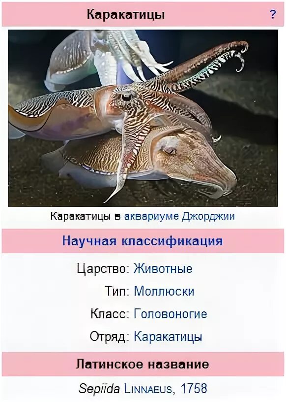 Сепия морской обитатель. Каракатица красное море. Короткоперый кальмар. Каракатица sepia officinalis. Сепион каракатицы.