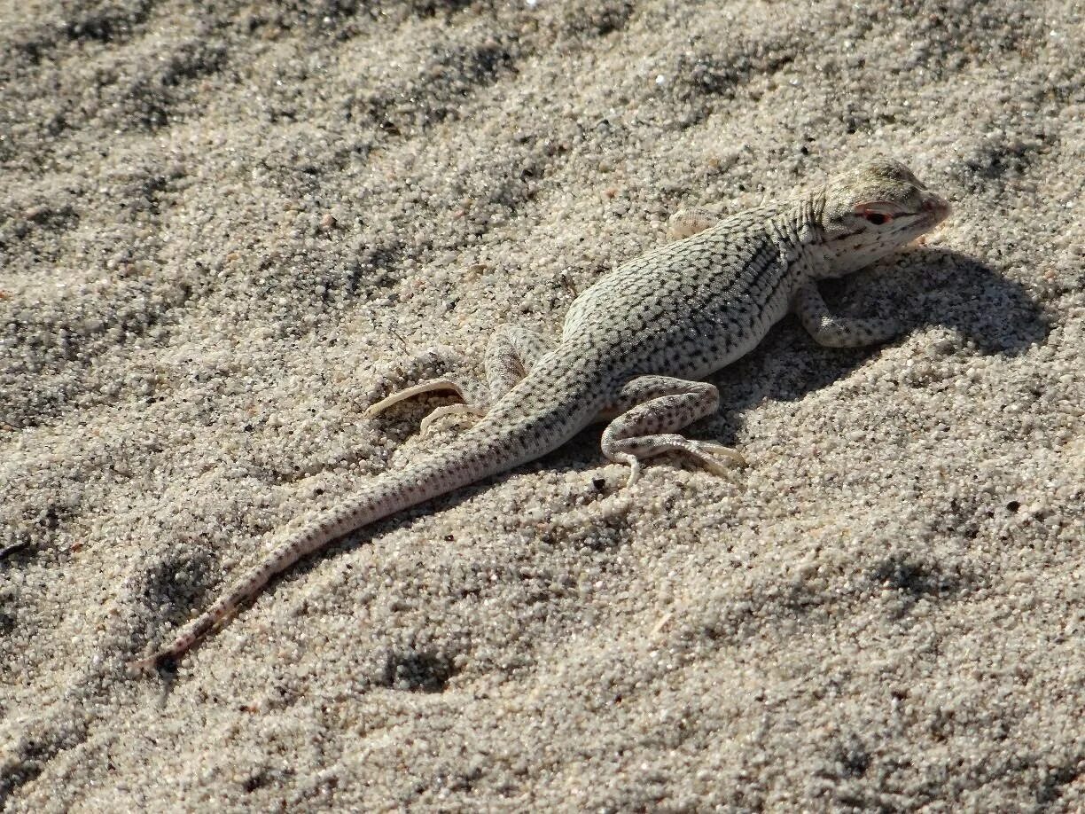 Агама круглоголовка. Дагестанская ящерица Lacerta daghestanica. Пустынная круглоголовка. Бархан Сарыкум ящерица круглоголовка.