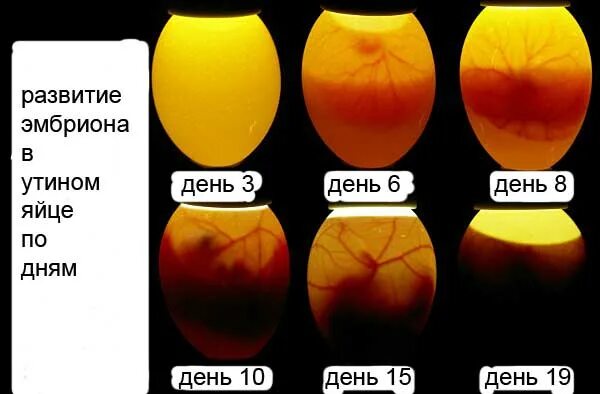 Развитие в яйце по дням фото. Овоскопирование инкубационного яйца кур. Инкубация утиных яиц овоскопирование. Зародыш утки в яйце по дням. Овоскопирование мускусной утки.