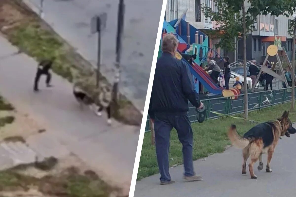 Нападение хозяин. Полицейский с собакой.