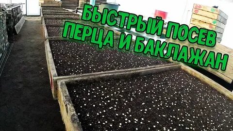 Посев перца на рассаду видео