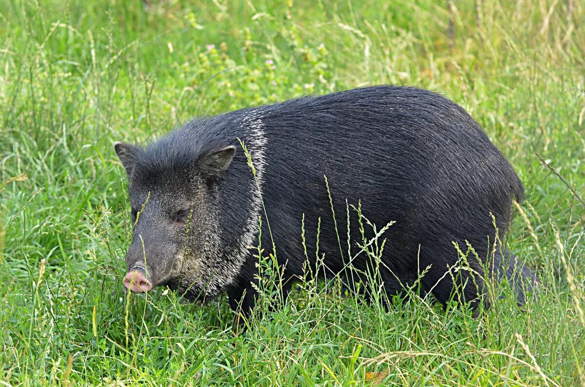 Белобородый пекари. Животные ошейниковый пекари. Свиньи пекари в южной америке. Пекарь животное. Чакский пекари.