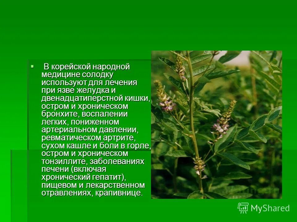 Травы от язвы желудка и двенадцатиперстной. Сбор трав при язве двенадцатиперстной кишки. Солодка растение в медицине. Травы при язве желудка и двенадцатиперстной. Солодка давление