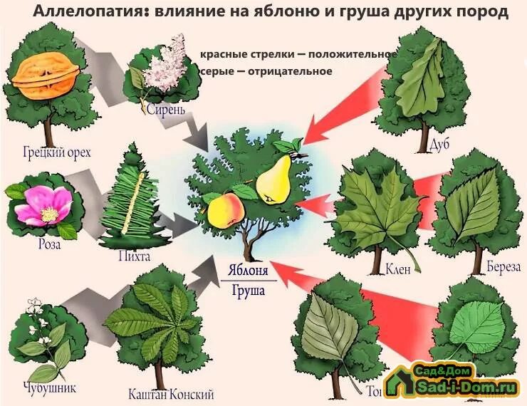 Аллелопатия. Аллелопатия деревьев и кустарников. Аллелопатия плодовых деревьев. Алилопотическое воздействия. Соседи яблони