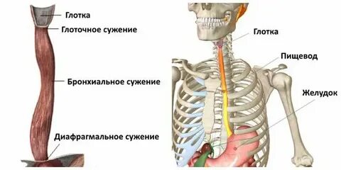 Сужение мышц