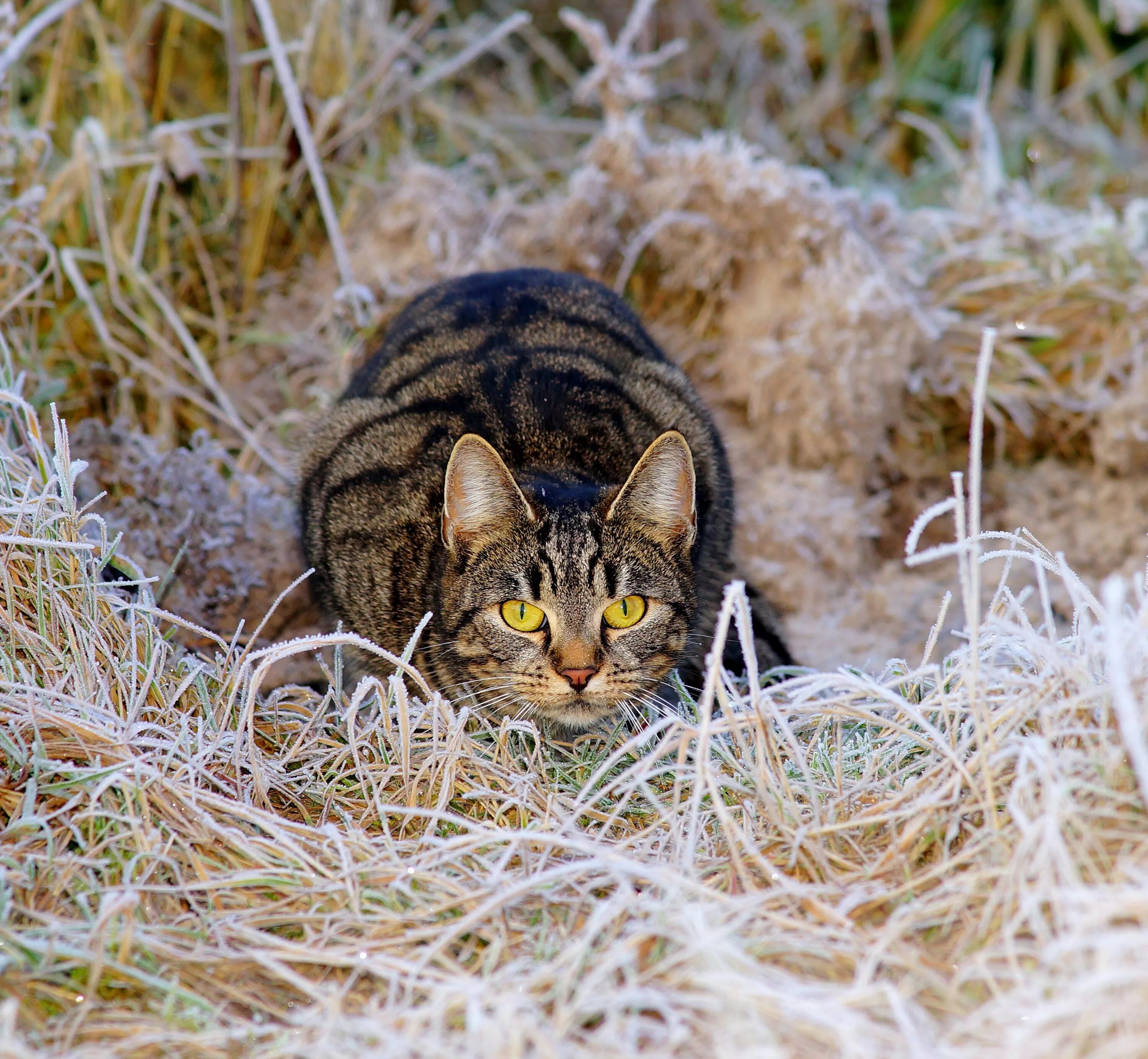 Кот добыча. Кошка охотится. Кот охотник. Охотничья кошка. Кошка охотница.