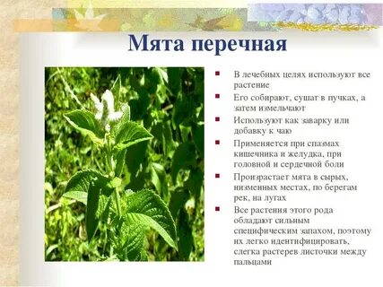 Мята перечная применение