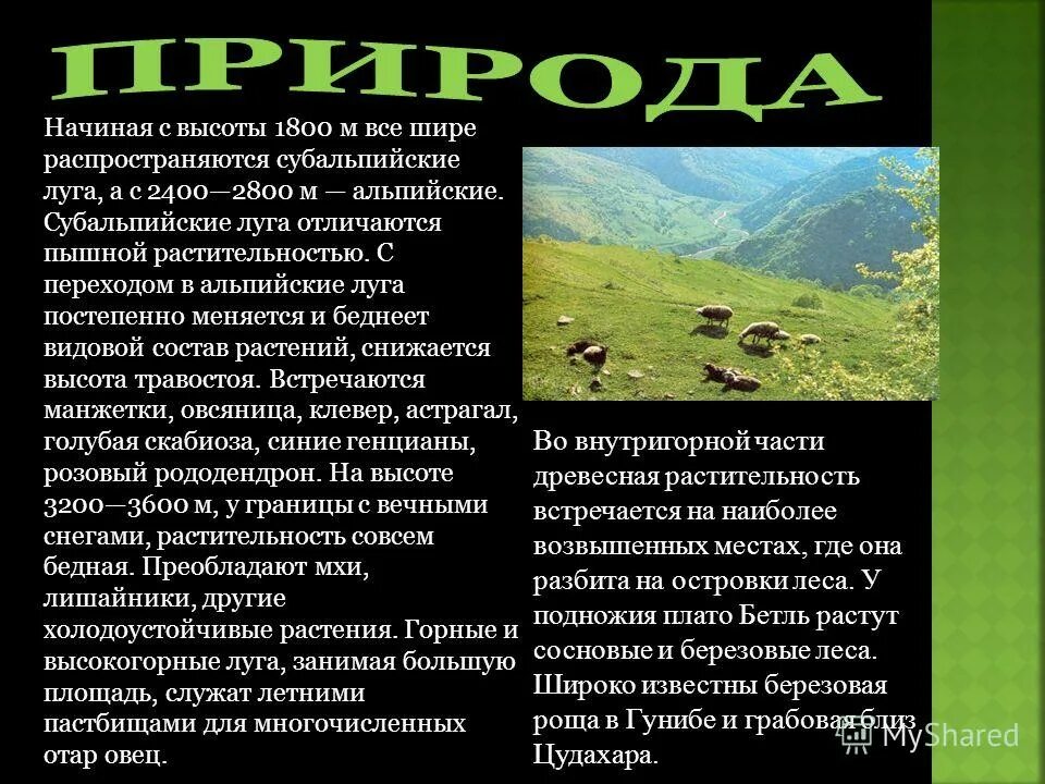 На какой высоте расположен субальпийский пояс кавказ. Субальпийские Луга Краснодарского края. Альпийские, субальпийские Луга климат. Растения и животные субальпийских и альпийских лугов. Альпийские, субальпийские Луга почвы.