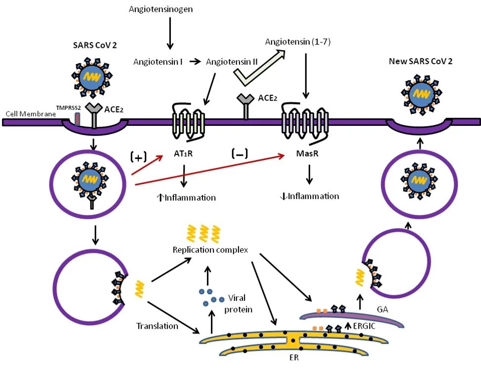 Рецепторы клеток для SARS-cov-2. Рецепторы АПФ 2 И коронавирус. Геном коронавируса SARS-cov-2. Ангиотензин-превращающий фермент 2 (ace2).