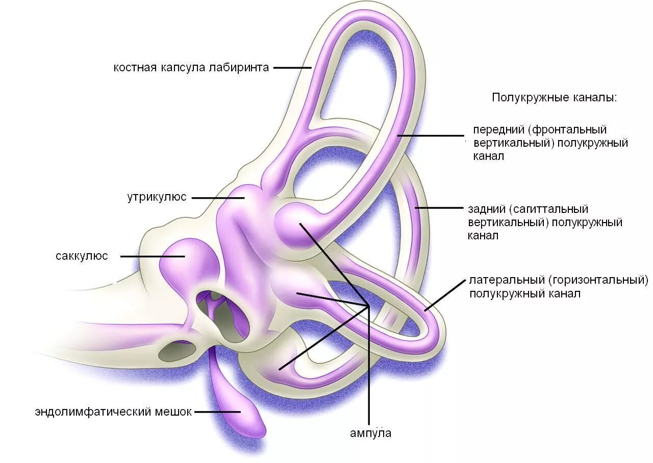 Нарушение вестибулярной функции. Полукружные каналы внутреннего уха анатомия. Костные полукружные каналы строение. Орган равновесия полукружные каналы. Вестибулярный анализатор полукружные каналы.