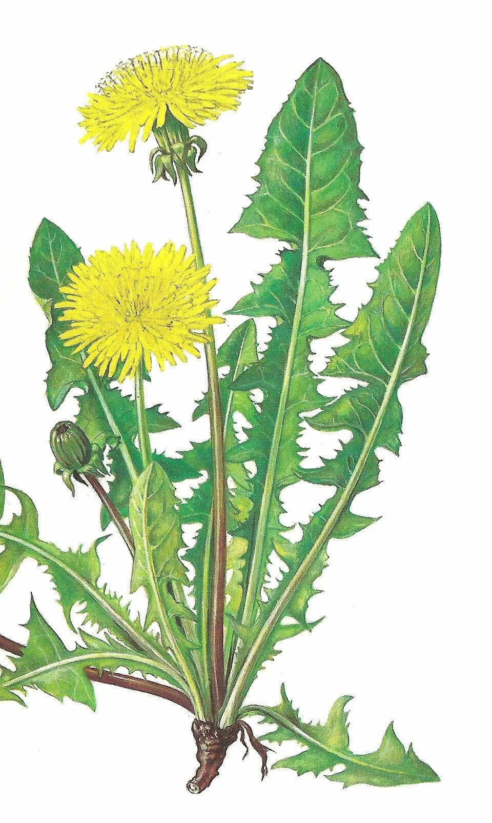 Цветок одуванчика лекарственного. Одуванчик лекарственный – Taraxacum officinale. Taraxacum officinale корень. Одуванчик лекарственный ареал распространения. Taraxacum officinale ботаника.