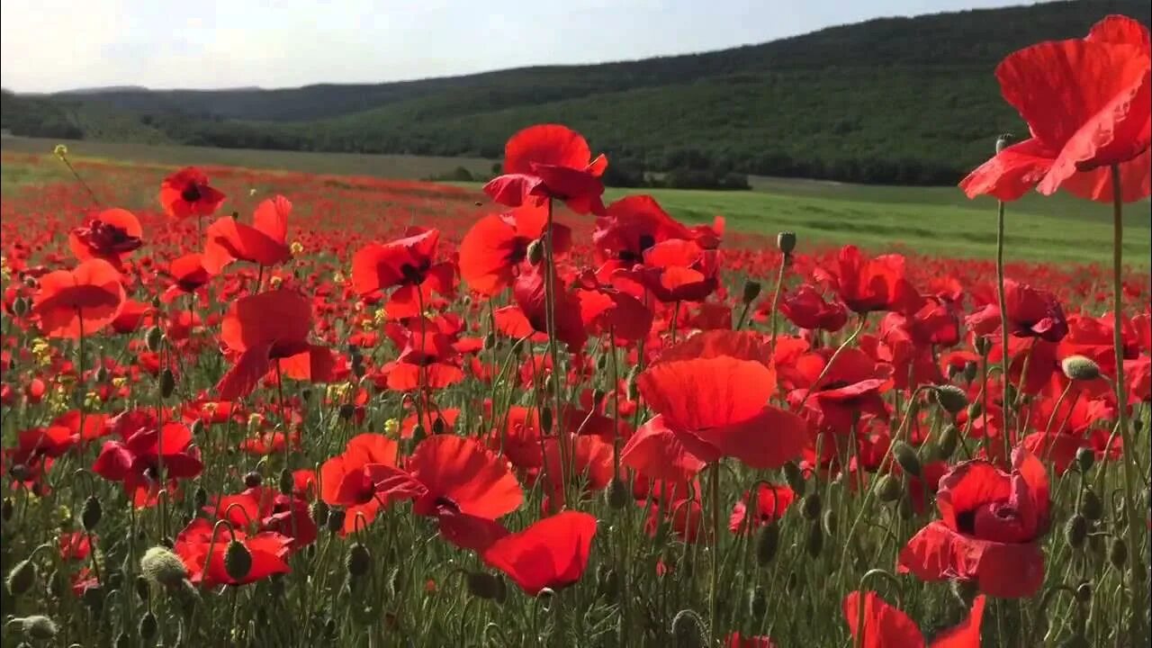 Маки в керчи. Бахчисарай маковые поля. Поля красных маков в крыму. Где цветут маки. Гисметео маков.