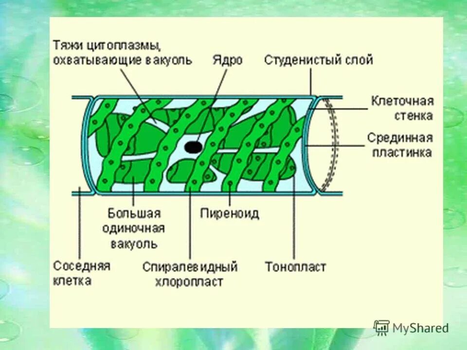 Хлоропласт спирогиры. Строение клетки спирогиры. спирогира водоросль строение. спирогира клетки строение клетки. строение клетки водоросли спирогира.