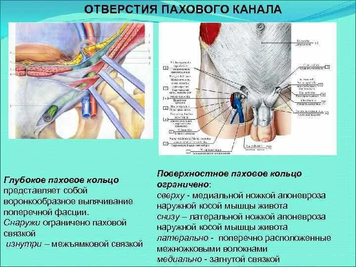 Паховая область что это