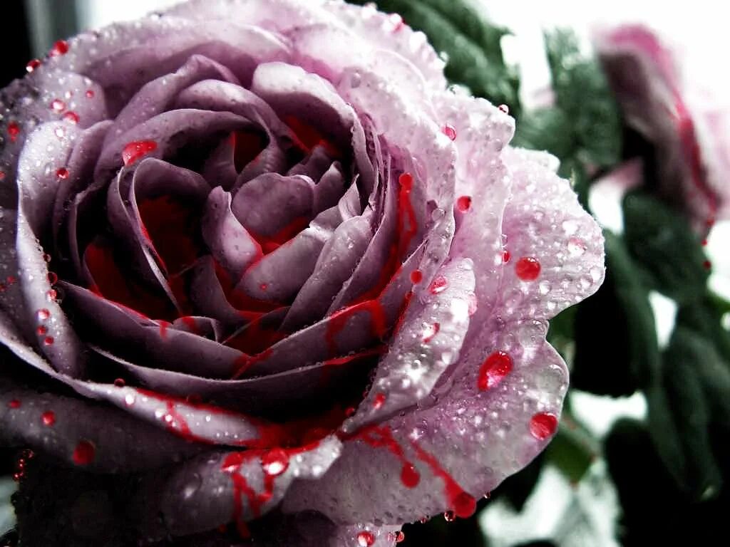 невероятные розы