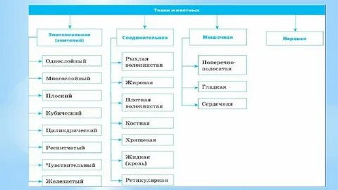 Какие виды тканей у животных