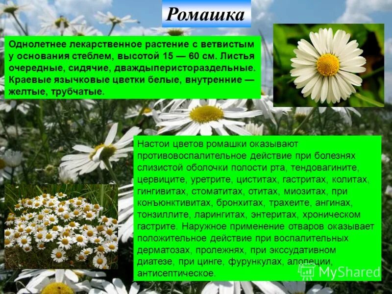 Ромашка лекарственная однолетнее. Описание ромашки. Сообщение о ромашке. Описание ромашки 3 класс по русскому языку