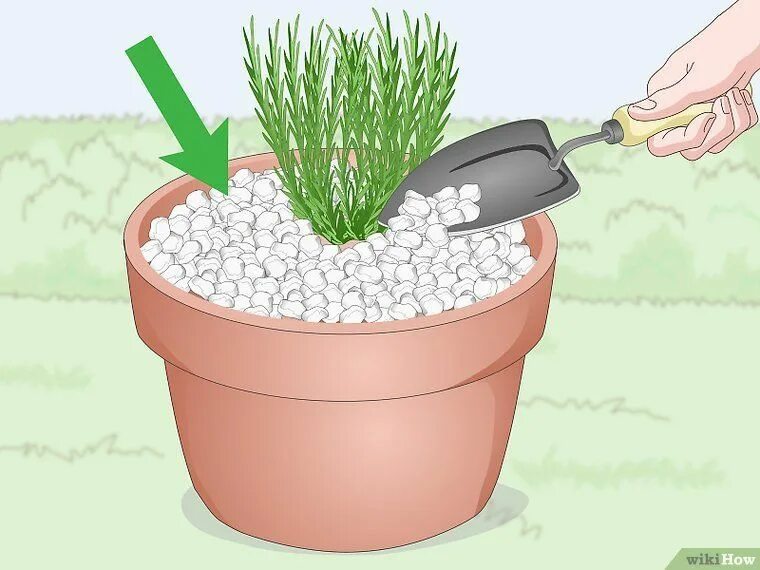 How plant. Мульчирование лаванды. how to plant. как посадить лаванду в кипяток. как посадить лаванду яма грунт.