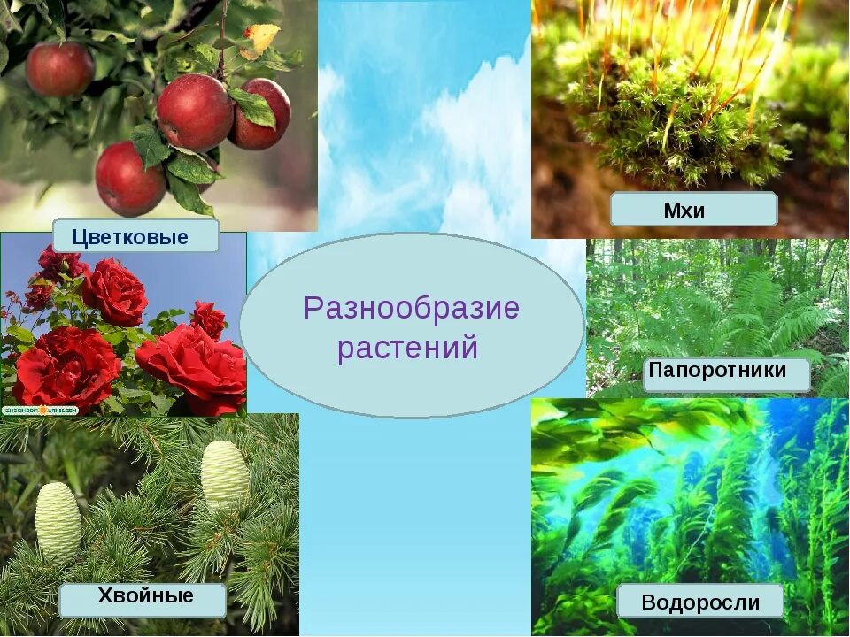 Как сохранить разнообразие растений. Разнообразие растений. Хвойные и цветковые растения. Мир растений разнообразие растений. Водоросли мхи папоротники хвойные цветковые.