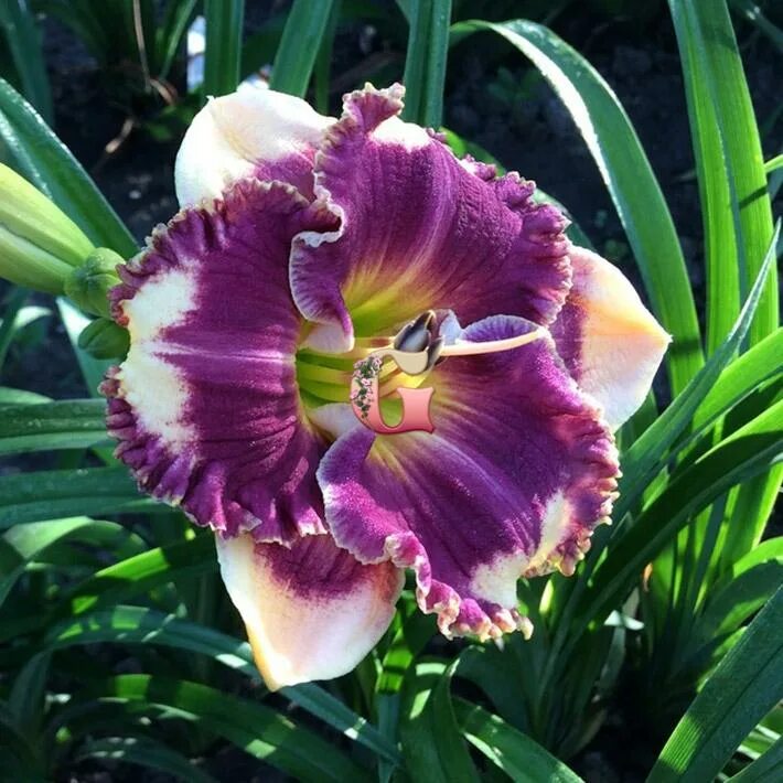 Лилейник ансверинг энджел. Answering angels. Лилейник арианна. Лилейник ансверинг энджел. Answering angels.