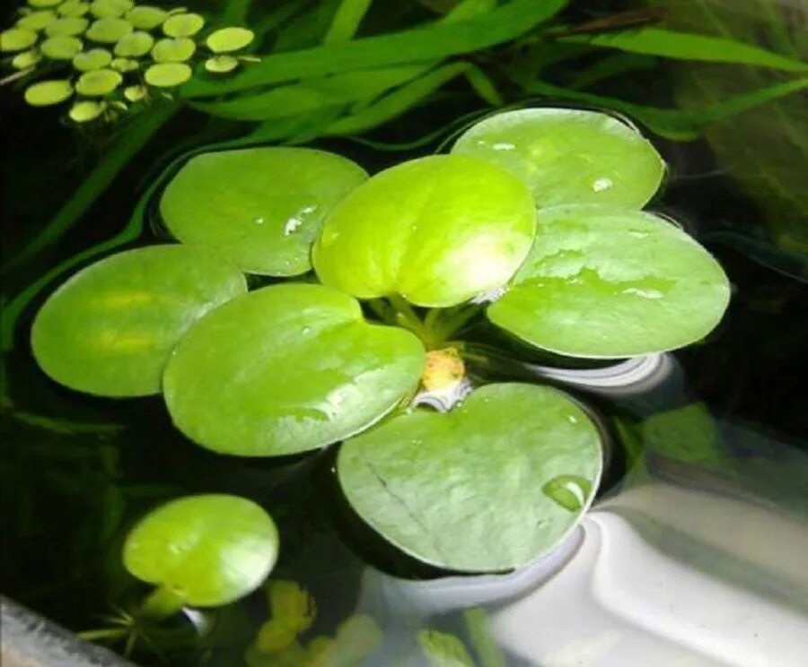 Виды плавающих растений. Лимнобиум побегоносный. Лимнобиум пистия. Лимнобиум плавающий. Сальвиния аквариумное растение.
