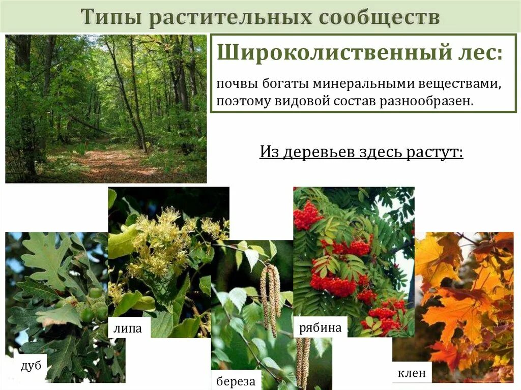 Типы растительных сообществ кратко. Типы растительных сообществ кратко