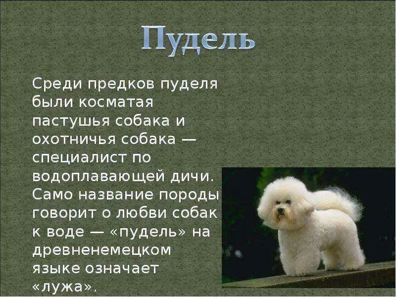 Порода пудель кратко. Рассказ о породе пудель 2 класс. Сообщение о породе собак пудель. Описать породу собаки пудель
