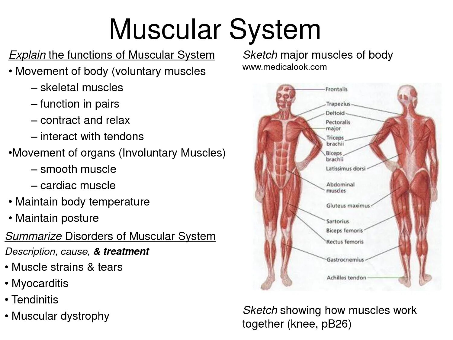 Muscles function