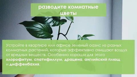 Наши зеленые друзья очищают воздух
