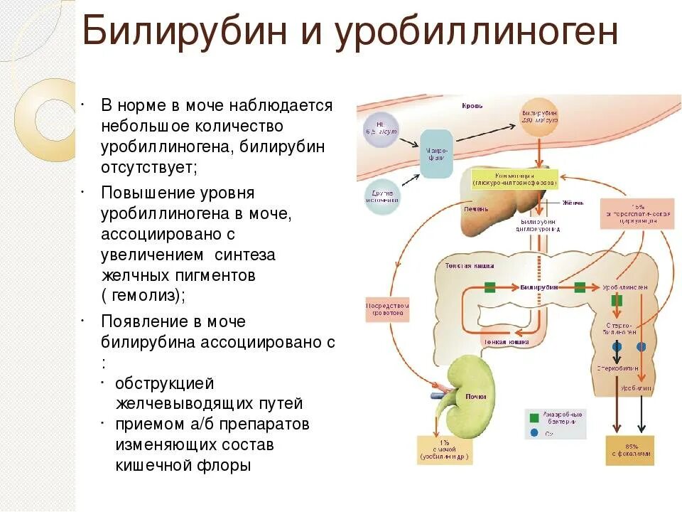 Билирубин заболевание. Прямая фракция билирубина норма. повышение непрямого билирубина в сыворотке крови характерно для. пути выведения билирубина. норма прямого и непрямого билирубина в крови у детей.