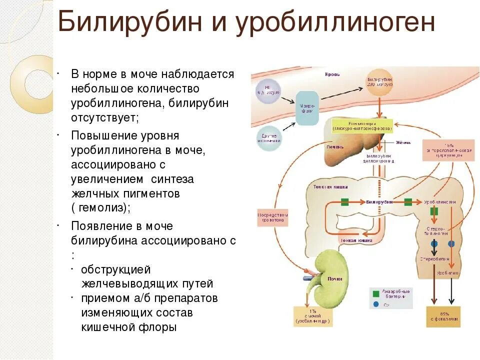 Билирубин. Нормы уровня билирубина в организме. Прямой билирубин. Повышение билирубина. Повышение прямого и общего билирубина в крови.