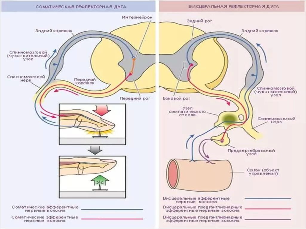 Иннервация и рефлексы. Дуга спинномозгового рефлекса схема. Строение рефлекторной дуги спинного мозга. Рефлекторная дуга соматического спинального рефлекса. Схема рефлекторных дуг спинальных рефлексов.