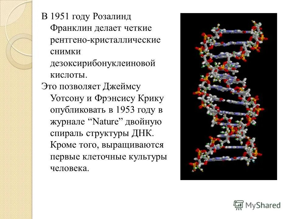 Матричные нуклеиновые кислоты. Двойная спиральная структура ДНК Франклин. Розалинда Франклин двойная спираль ДНК. Модель строения ДНК Франклин. Достижения генной инженерии.