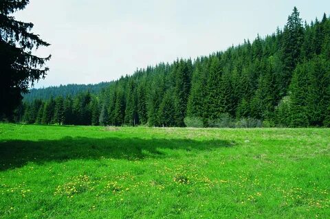 Полоса хвойных лесов