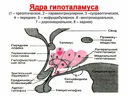Особенности строения гипоталамуса