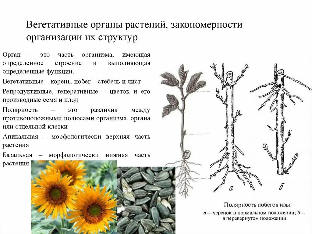 Вегетативные органы растений корень стебель лист. Строение вегетативных органов растений. Общие закономерности строения вегетативных органов растения. Вегетативные репродуктивные и генеративные органы растений. Генеративная масса растений