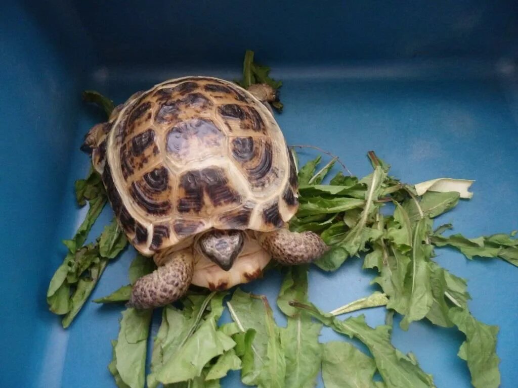 Чем кормить сухопутную черепаху в домашних. Среднеазиатская сухопутная черепаха. Среднеазиатская красноухая черепаха. Черепаха сухопутная домашняя. Среднеазиатская сухопутная черепаха большая.