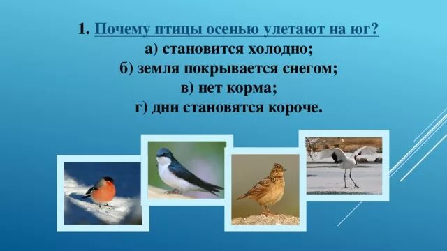 Почему некоторые птицы не улетают. Почему птицы улетают на Юг. Причины по которым птицы улетают на Юг. Почему птицы осенью улетают на Юг. Причины перелета птиц на Юг.