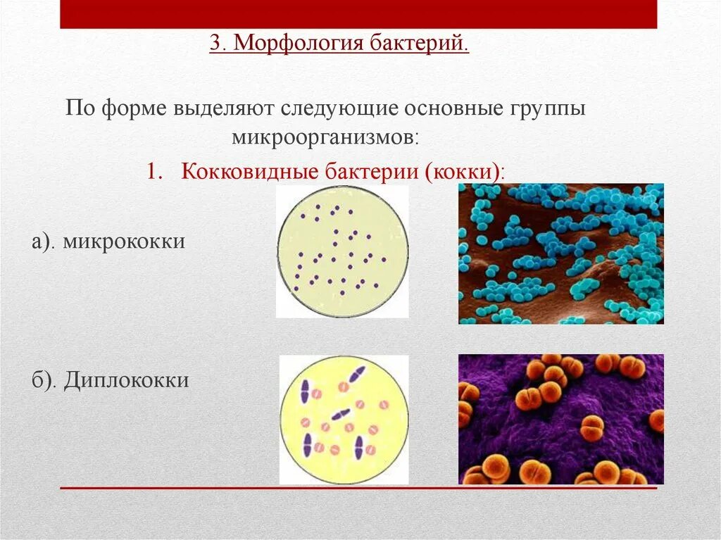 Бактерии выделяют метан. Морфология основных групп бактерий микробиология. Морфология кокковых форм бактерий. Морфология микроорганизмов по форме. Морфологическая форма бактерий кокки.