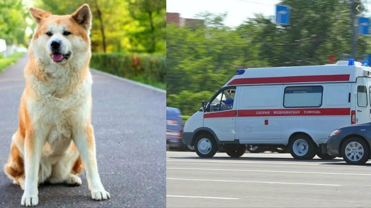Доктор вылечите поскорее мою собаку