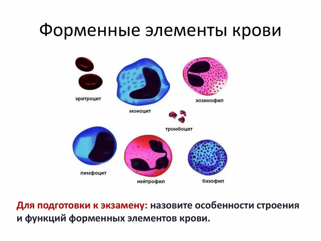 Форменные элементы формы. Схема строения форменных элементов крови. Структуры форменных элементов крови человека. Ыерментные элементы крови. Фориенные элементыкрови.